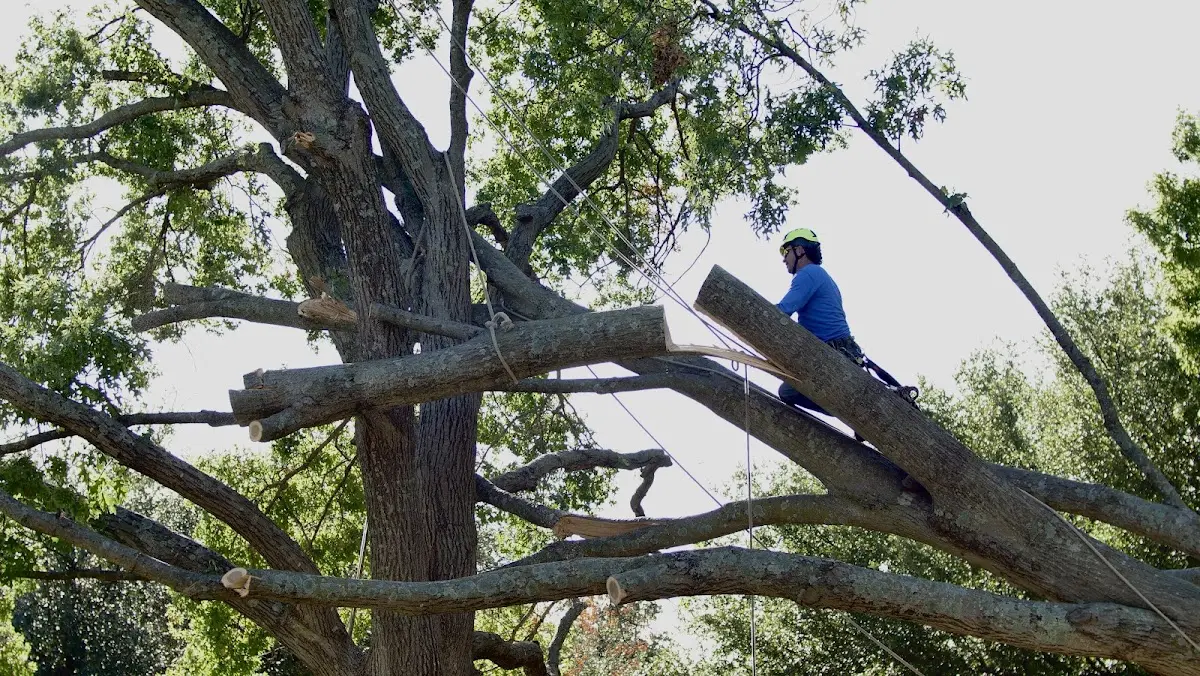 Professional Crown Thinning performed by certified arborists in Seaman
